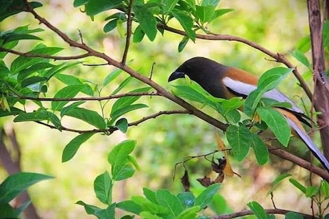 Ranthambore National Park